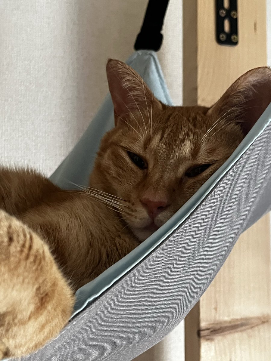 IPk9b's tweet photo. 自炊頑張ってます https://t.co/PlqjOsnuCf