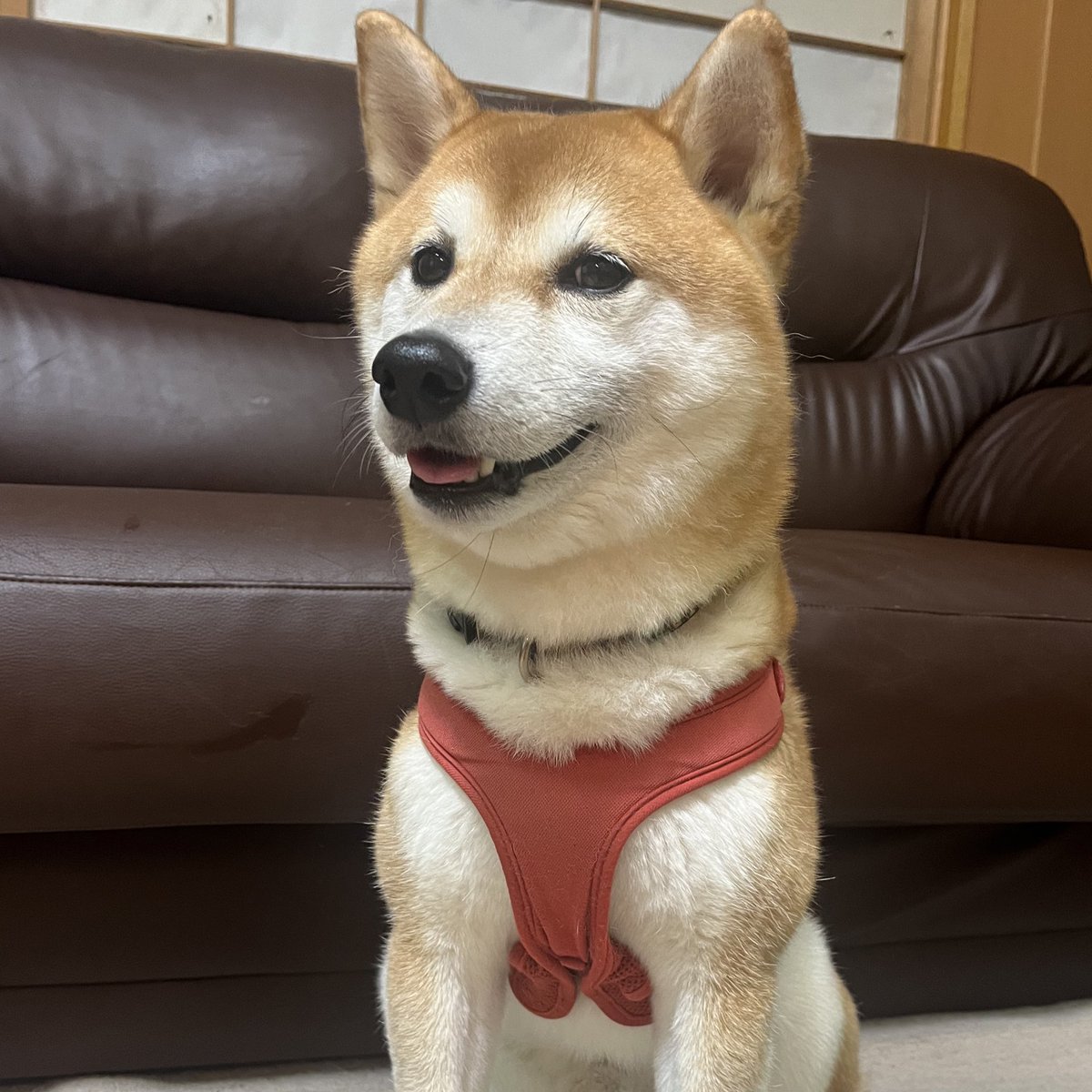 kakeru_17's tweet photo. もうすぐシルバーウィークですね😏😏😏

#柴犬 https://t.co/AFC9bzRSIp