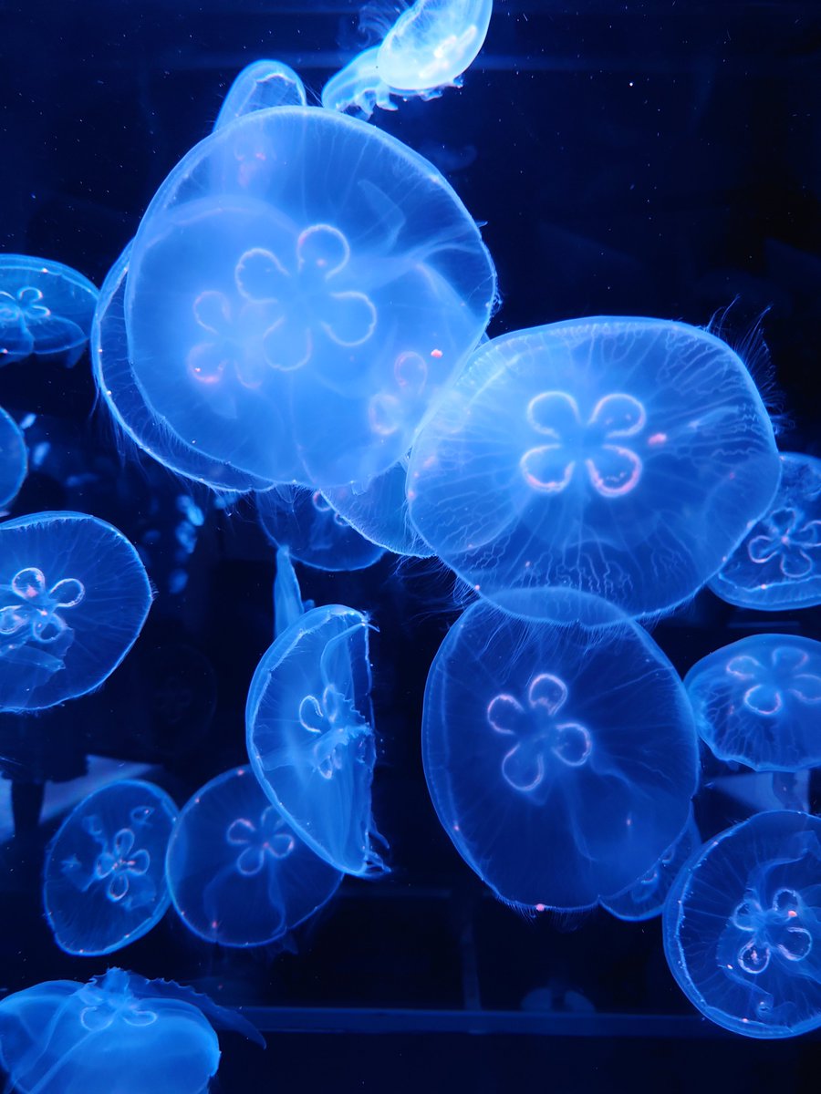 cocca_cocco's tweet photo. 鉄道博物館が休館日で予定外の水族館。入ってすぐオオサンショウウオのサンドイッチに癒され遠足に来てた園児達に囲まれて癒されクラゲに癒されまた園児達に囲まれて癒されイルカショーで最前列のレインコートを着た園児たちに癒され最後にレジの「ゴマフアザラシの寝顔が最高」を発見して最高の一日✨ https://t.co/nLXt44zThF