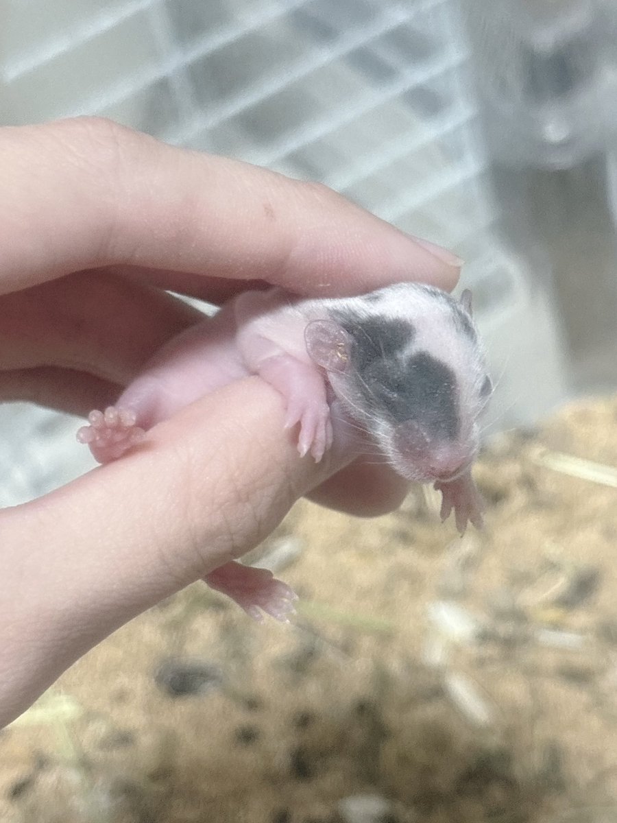 1423rat's tweet photo. 左右で違う���を持つ子いた😆

#ファンシーラット https://t.co/iMcYtEjLA6