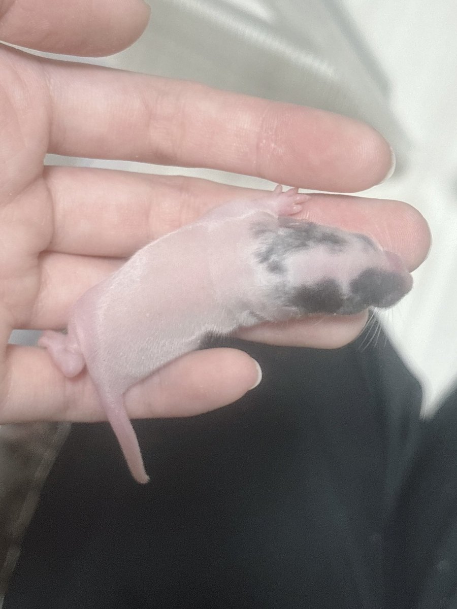 1423rat's tweet photo. 左右で違う���を持つ子いた😆

#ファンシーラット https://t.co/iMcYtEjLA6