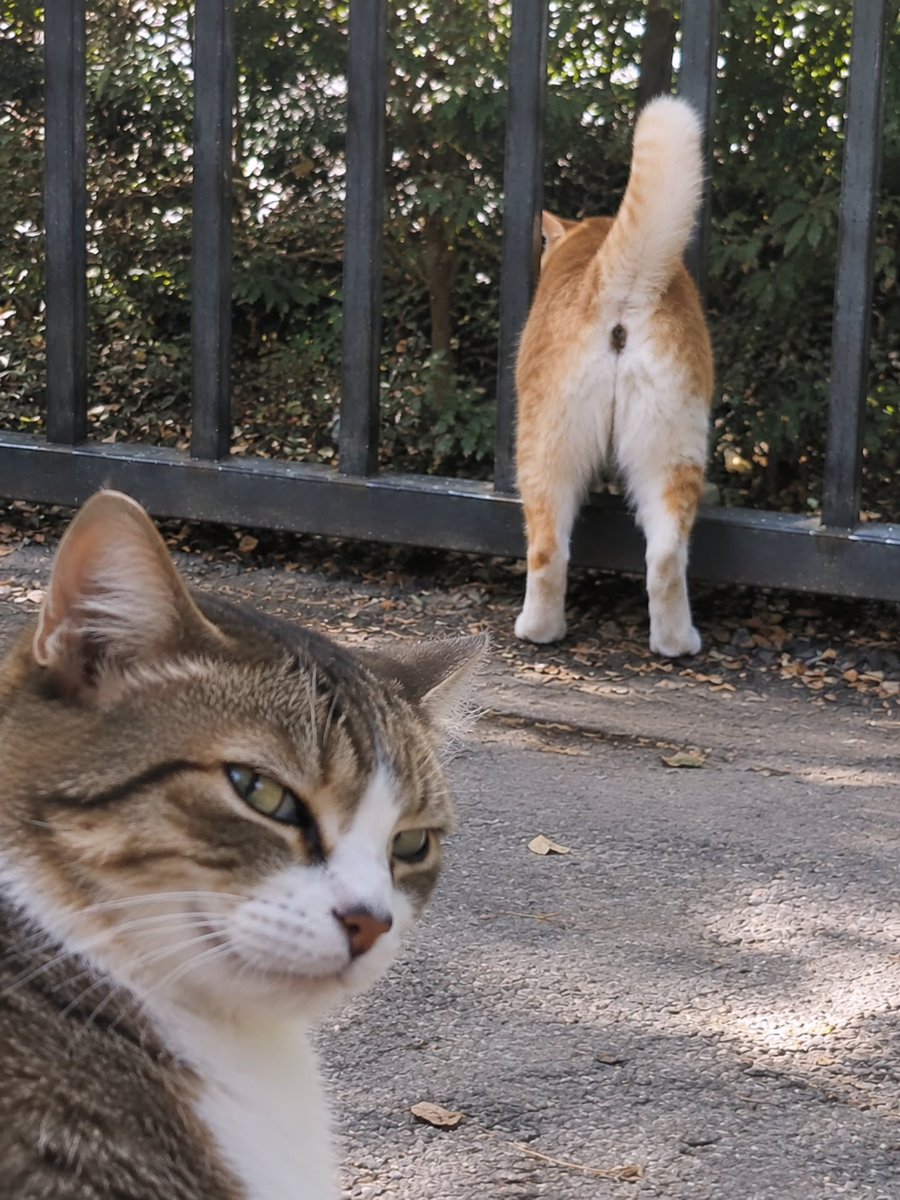 BestOfMeow's tweet photo. https://t.co/2fwisCxMyR