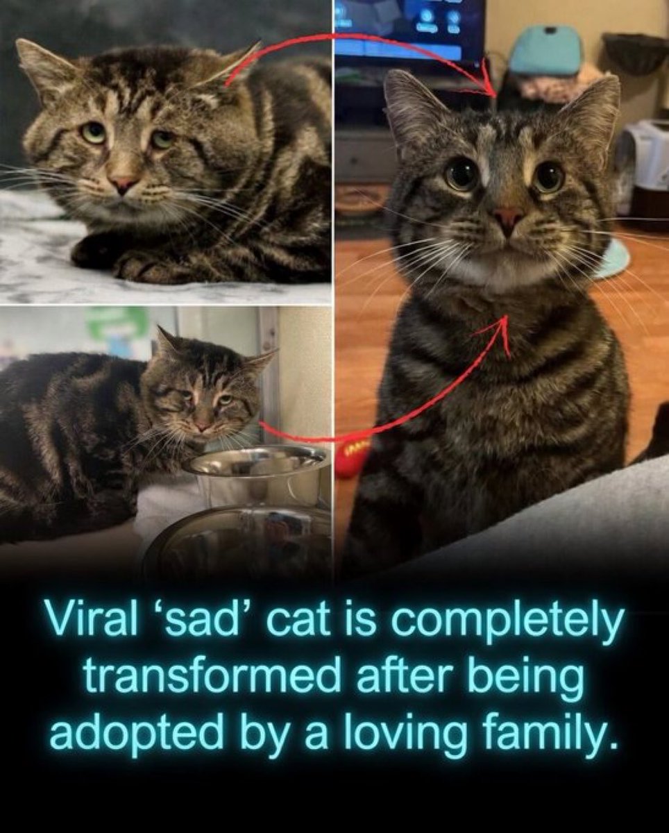 Rainmaker1973's tweet photo. Fishtopher the cat captured the internet’s heart in 2022 with one heartbreaking shelter photo.

The five-year-old stray arrived at Homeward Bound Pet Adoption Center in New Jersey with a deeply forlorn, droopy-eyed expression that instantly went viral. His Petfinder picture quickly spread across social media, earning him the nickname “the saddest cat on the internet.”

The overwhelming response led to long lines of potential adopters eager to give him a home. Fishtopher was eventually adopted by a loving family, and the transformation was remarkable.

In his new home, the once-miserable-looking cat blossomed into a playful, affectionate, and energetic companion, a joyful contrast to the sorrowful image that first captured the world’s attention.