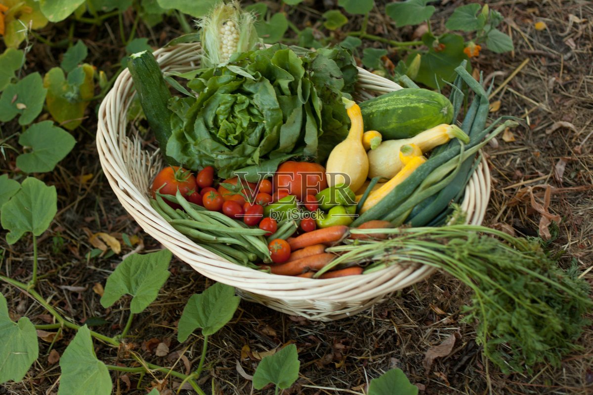 NicolasaCapsqq's tweet photo. Fresh, local seasonal veggies in stock at our farm stall  Perfect for your weekend meal prep! Swing by today for the best picks. https://t.co/U7hCzyiE0B