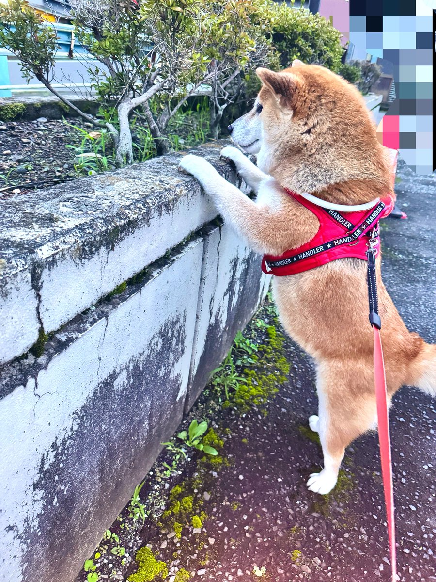 shibawanwan08's tweet photo. あんよ一生懸命伸ばしてるのほんとかわいい😍
 #ここに鳥の羽落ちてるの知ってるわん
 #どうしても取りたい  #届かんわん
 #脚短いとか言わせないわん
 #柴犬  #柴犬を崇めよ  #柴犬のいる幸せ https://t.co/S2GyGUqNnE
