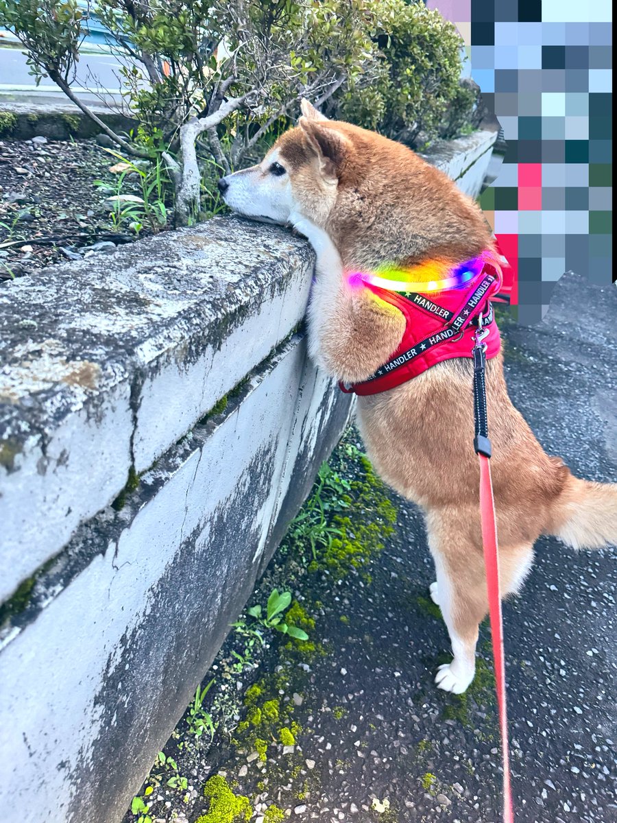 shibawanwan08's tweet photo. あんよ一生懸命伸ばしてるのほんとかわいい😍
 #ここに鳥の羽落ちてるの知ってるわん
 #どうしても取りたい  #届かんわん
 #脚短いとか言わせないわん
 #柴犬  #柴犬を崇めよ  #柴犬のいる幸せ https://t.co/S2GyGUqNnE