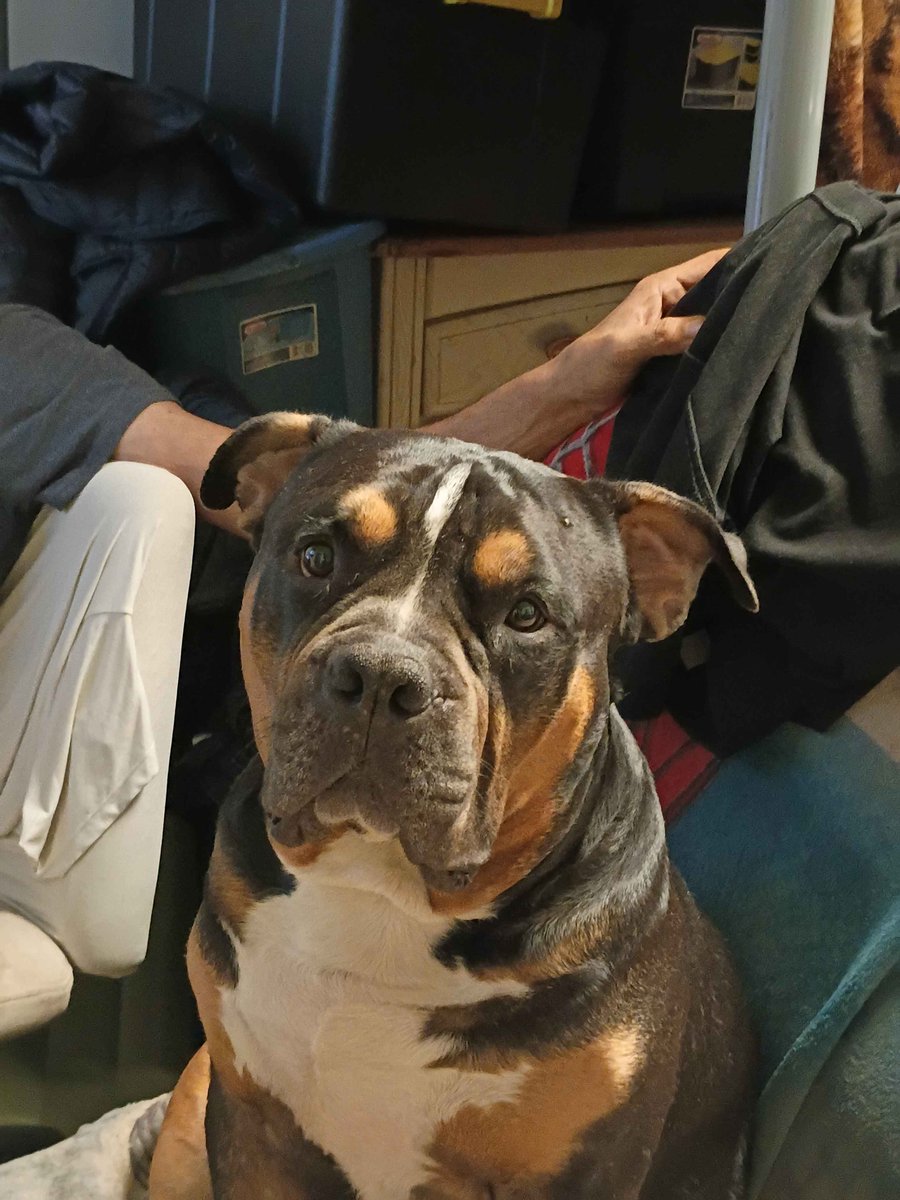 Suggum_Dirt's tweet photo. Da goodest boyo ever https://t.co/006RKJxavQ