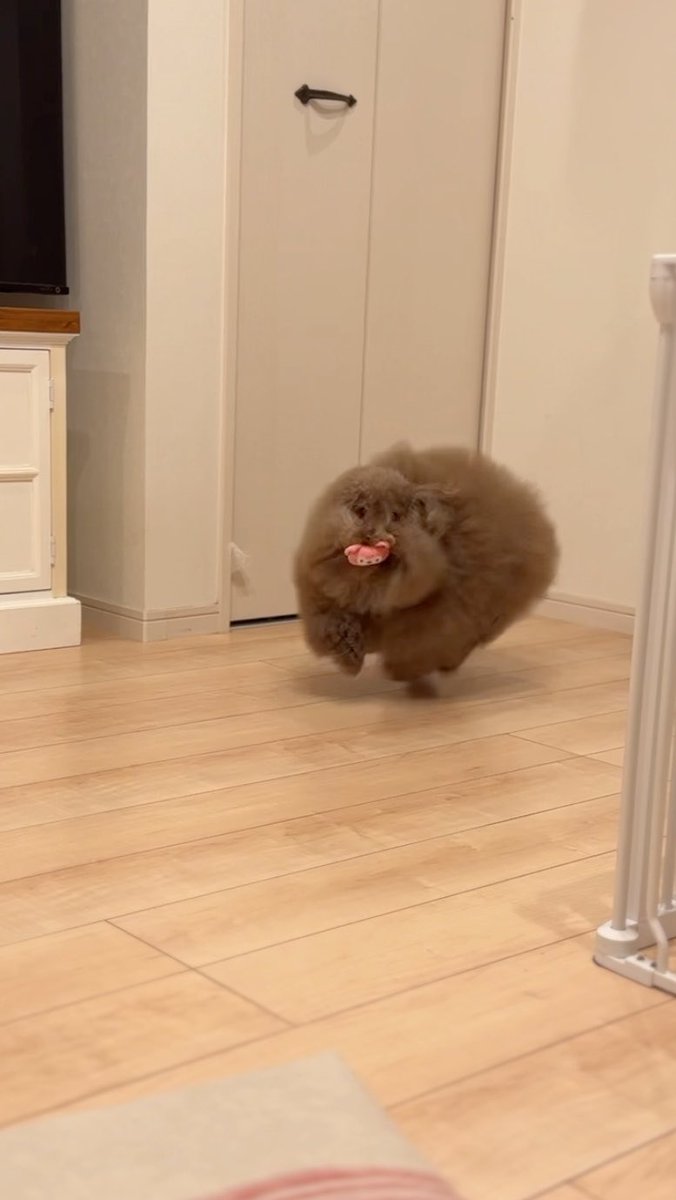 __mohu_c's tweet photo. 入れ歯を咥えてると思われた犬 https://t.co/ESew5JMBAU