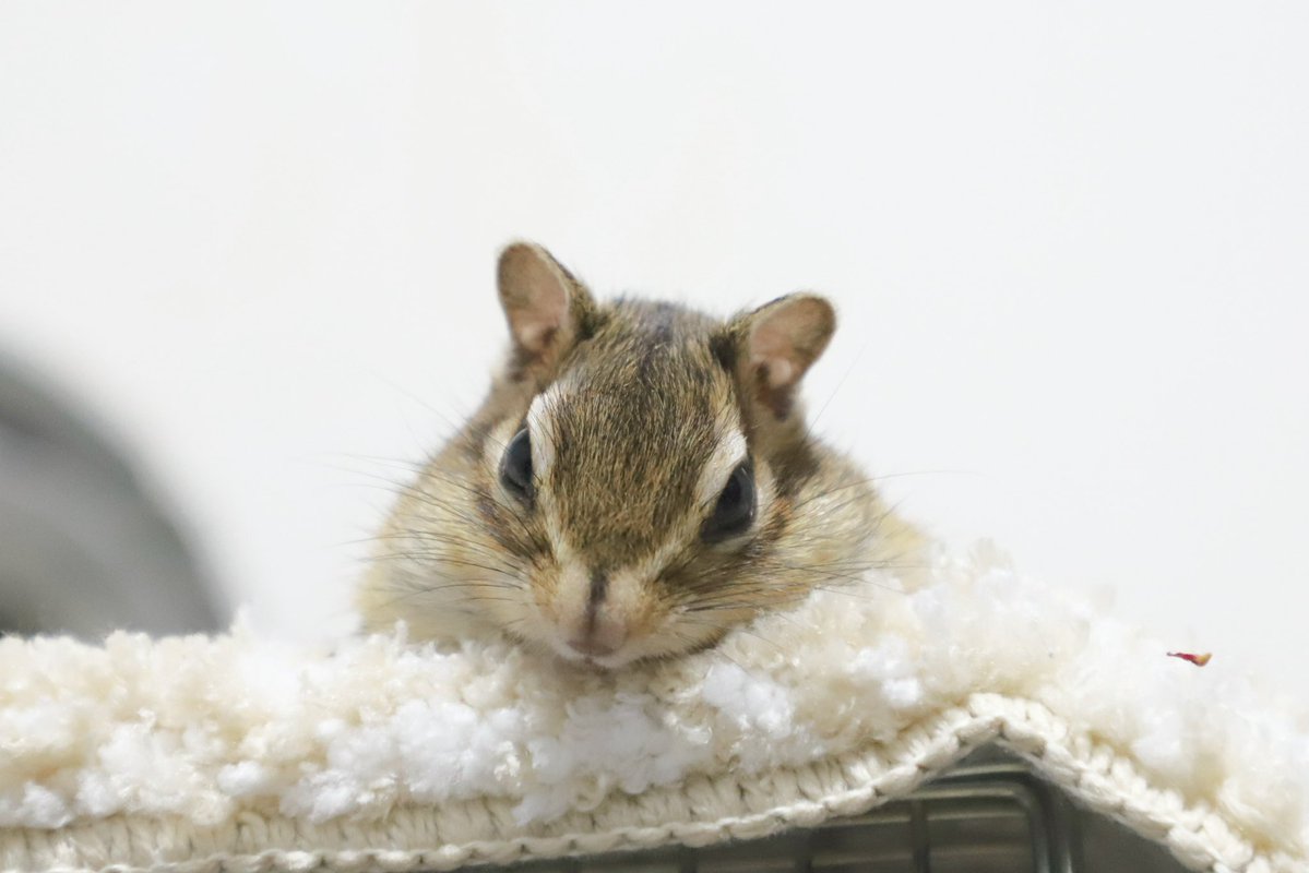 Vai_o_La_'s tweet photo. 🐿️まどろみちゃんぞね…(￣〜 ヾ)∫"🌬️❣️

低気圧続くと少しおとなしいあるある(๑´ڡ`๑)🌀

#シマリス
#chipmunk
#まったりちゃん
#おやすみなさい https://t.co/nwWp3KRtre