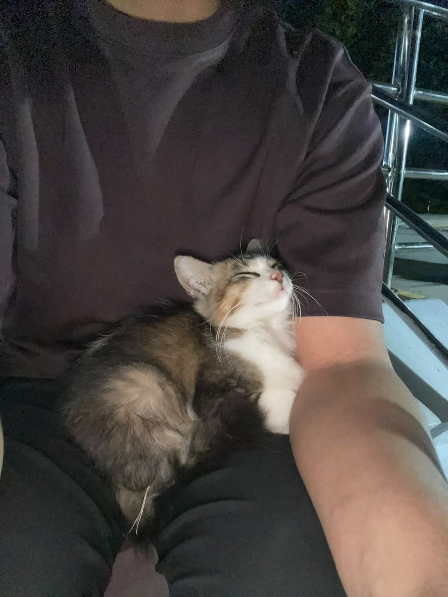 draftanakunpad5's tweet photo. pad! guys cuking MRU ini apa kabar? masih ada kah? taun lalu dia tiba tiba duduk di pangkuan aku terus tiba tiba bobo :3 https://t.co/uWoKeKJh84