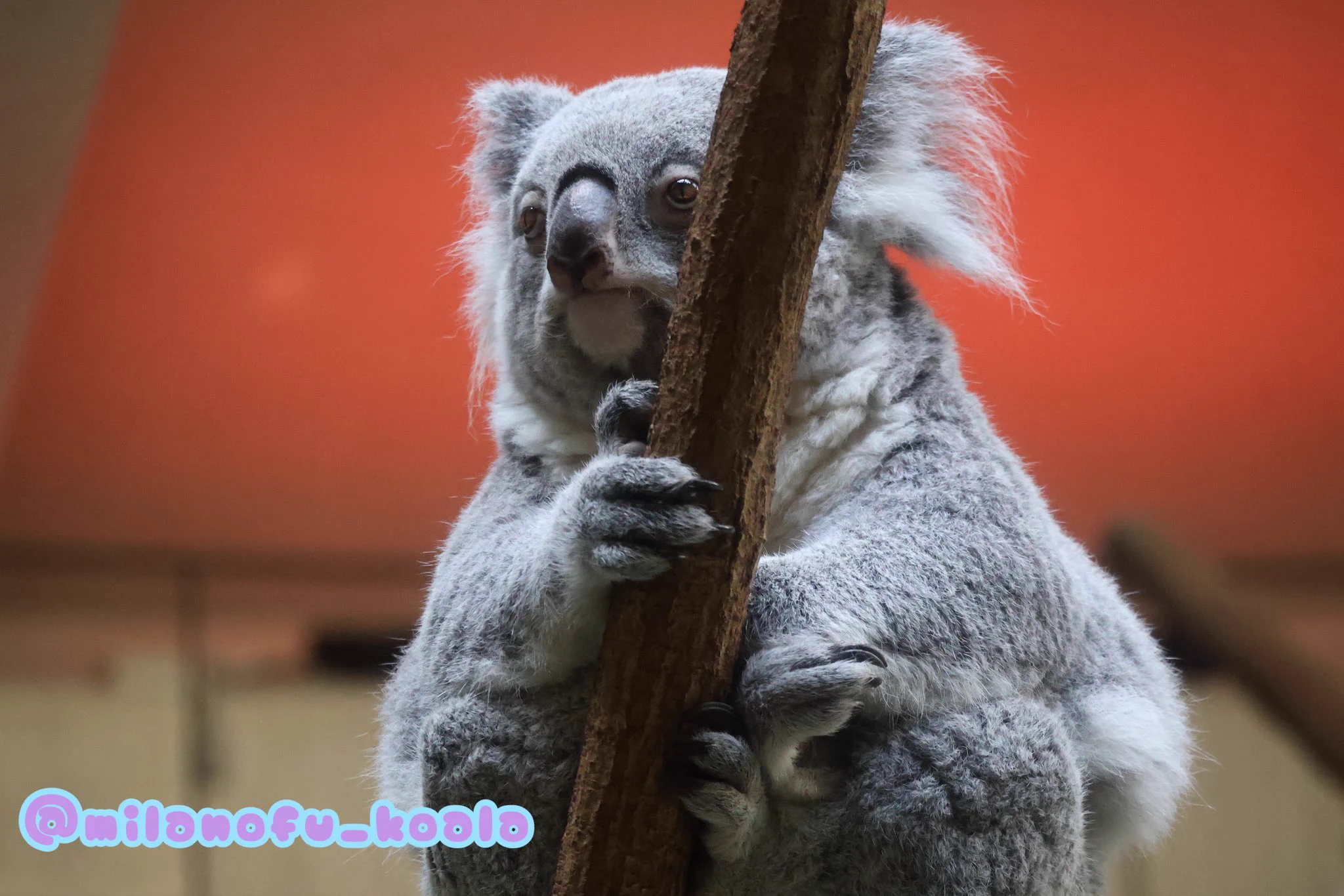 みらの🐨 on X: 