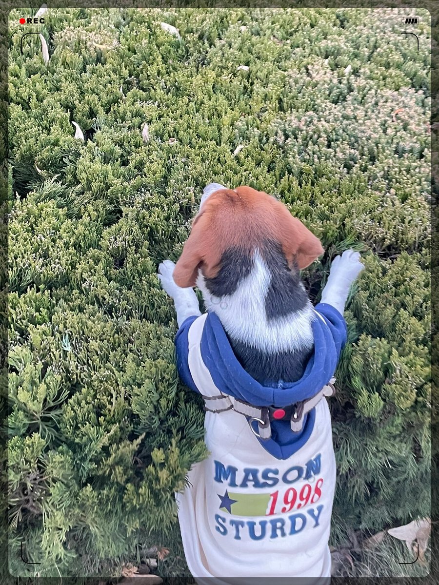 amy_kuss's tweet photo. My little pup grew so much this month—from fitting in my palm to zooming around like a fluffy tornado  Nothing beats these tiny, messy milestones!， https://t.co/GtriupeH3Q
