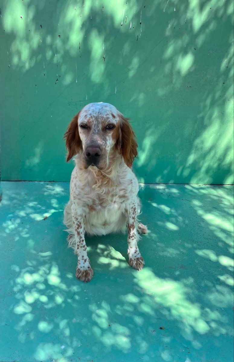 hepadyuva's tweet photo. ARİA
SETTER
DİŞİ
BURSA

FORM LİNKİ: https://t.co/HrXPWn34fA
Yuva olmak için lütfen form doldurunuz. *4024*1261

Formlara dönüşler 7 gün içerisinde yapılacaktır. 

Aria sevgi dolu, ağırbaşlı ve sakin yapısıyla güzel bir yuva bekliyor. 🤍 Sevgi gördüğünde karşılığını fazlasıyla verecek, yanında huzurla vakit geçirebileceğiniz bir dost o.
Onun da artık kendine ait bir yuvası, sıcacık bir yatağı ve onu hep sevecek bir ailesi olsun. 🐾
Aria’ya yuva olmak için https://t.co/ynEDkkhSxe adresinden Yuva Ol formunu doldurabilirsiniz.

4-5 yaş chipli 28kg ve kısır 
Mutlu olacağı yuvasını arıyor 🏡

*25 yaş altı doldurulan başvuru formları değerlendirmeye alınmayacaktır.Anlayışınız için teşekkür ederiz. 

*Bir köpeğe yuva olmak,ciddi bir eylemdir,hem maddi hem manevi ihtiyaçları vardır.Bu sorumluluğunun bilincinde olan ve olduğunu düşünen ailelerimiz bizlere ulaşabilir.

*İlandaki dostumuz Hepad himayesinde olup, başka hesaplardan yapılan gönderilere itibar etmeyiniz. Dostumuzun görsellerinin ve açıklamalarımızın başkaca hesaplarda kullanılmasına muvafakatimiz bulunmamaktadır. 

#HEPAD #hereve1pati #satınalmayuvaol #köpekyuvalandırma