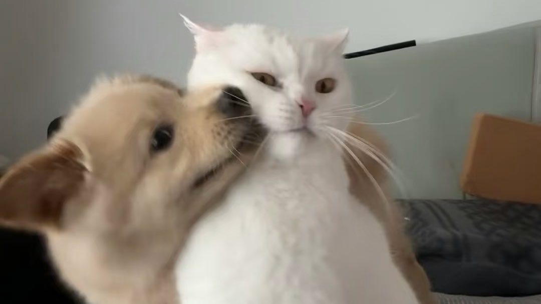 Shaa0v0's tweet photo. No one can resist the big dog + little kitty combo🐕🐈

#JULIETandJULIET #MingmingNepjune 
#TokyoBlue https://t.co/4b4vSfwQKI