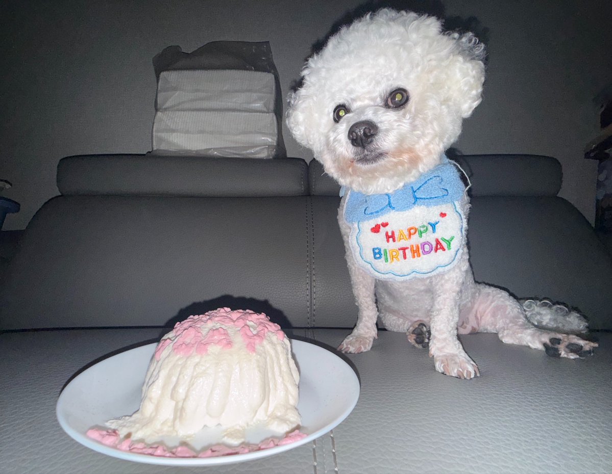 soooyiee's tweet photo. 오늘 저희 집 강아지의 생일이어서 
케이크를 만들어줫어요 근데 만든 생크림이녹앗…ㅠㅠ https://t.co/tfsZ8t1BMX