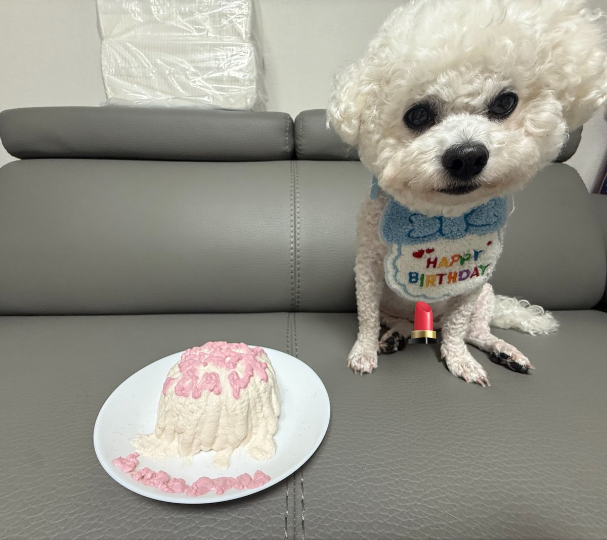 soooyiee's tweet photo. 오늘 저희 집 강아지의 생일이어서 
케이크를 만들어줫어요 근데 만든 생크림이녹앗…ㅠㅠ https://t.co/tfsZ8t1BMX