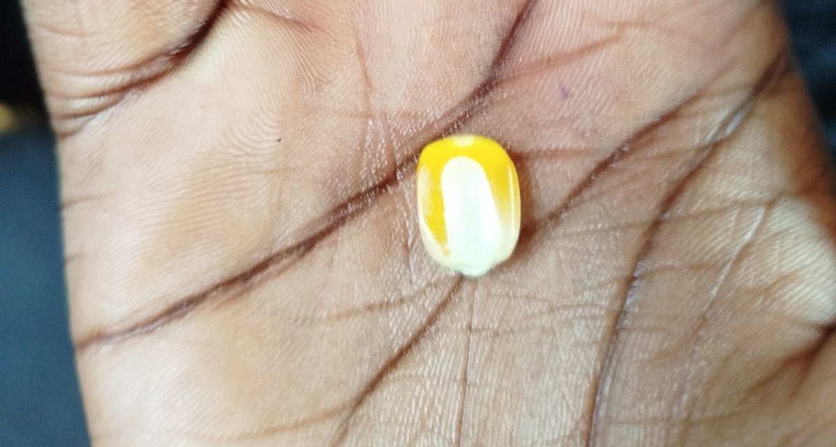 Mabharangizha's tweet photo. Ndazomuona in person musikana wepano uyu, she is actually aMAZIE🌽ing. https://t.co/9y4UxvuHdf
