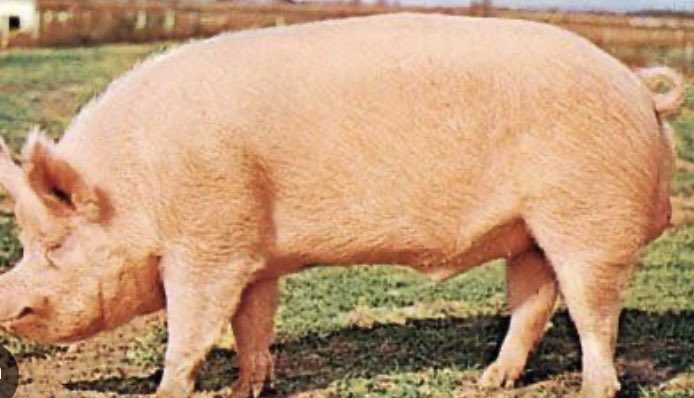 royalgp247's tweet photo. ASEJE OSHO BASIRI  Tested okay ✅ ( 1am we dey eat ham) 

House rent due 

School fee and more 

OKAN Elede 

Eja aro 

Ewe sawerepe 

Ewe Ogo 

Ewe Efo Gure 

Ewe isaju 

Ewe Efo Ebolo 

Ataijosi 16 

EPO 

Iyo 

Iyeere osun 

SISE : ama ge OKAN yen si 4 , eja aro 4 , ama wa lo Awo ewe YII si lori , ama se lepo ni yo , ni ale , we go chop ham around 1am! 

Password : Ama fi yere osun te : ODu Odi Meeji ! 

Ama so wipe ! Akesan dade owo  , Aya re da oja x3 ………..:::::::::::: the full  go be on space  , see you on space Saturday by 9pm !  Be there 

Note : we don’t eat till  second day we chop this  level , only gin we go drink till 7pm second day , if you can’t drink gin, dey alone with water or not eat anything 

Don’t dm if you can’t come space !