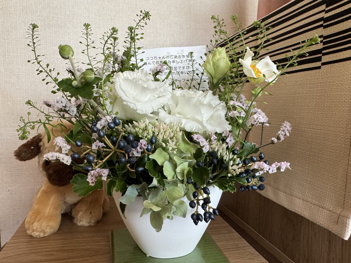 st71113061's tweet photo. 病院からお花をいただいた。
ココが亡くなった後で菓子折り持って挨拶に行ったから気を使ってくれたのかも。
ありがたい。
前の先生も良い先生だったけど、車椅子であんなに歩けたのは今の先生のおかげだと思ってます。
 #秘密結社老犬倶楽部天国支部 https://t.co/CSUAlc4gke