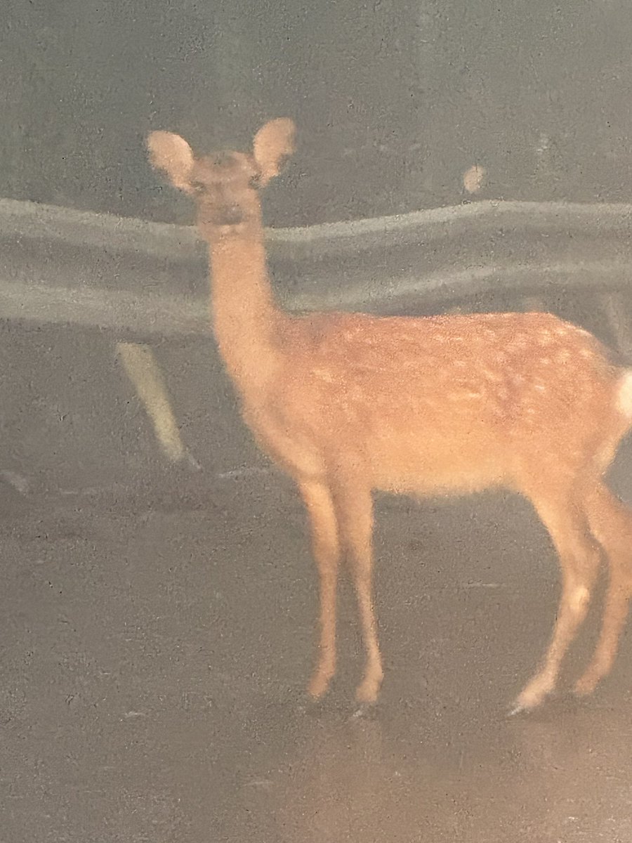 dxx3jp's tweet photo. 今日ヤマメ釣り行ったんだけど
行く途中で
🐒→🐒→🦆🦌→🦆🦌→🦌→🦌→🦌→🦌
って感じで行き帰りめっちゃ動物エンカウントした

そして山道すぎて帰りに車パンクしてタクシーで帰ってきて大変な1日だった

道の真ん中陣取っていたシカ https://t.co/uSHnH2pirq