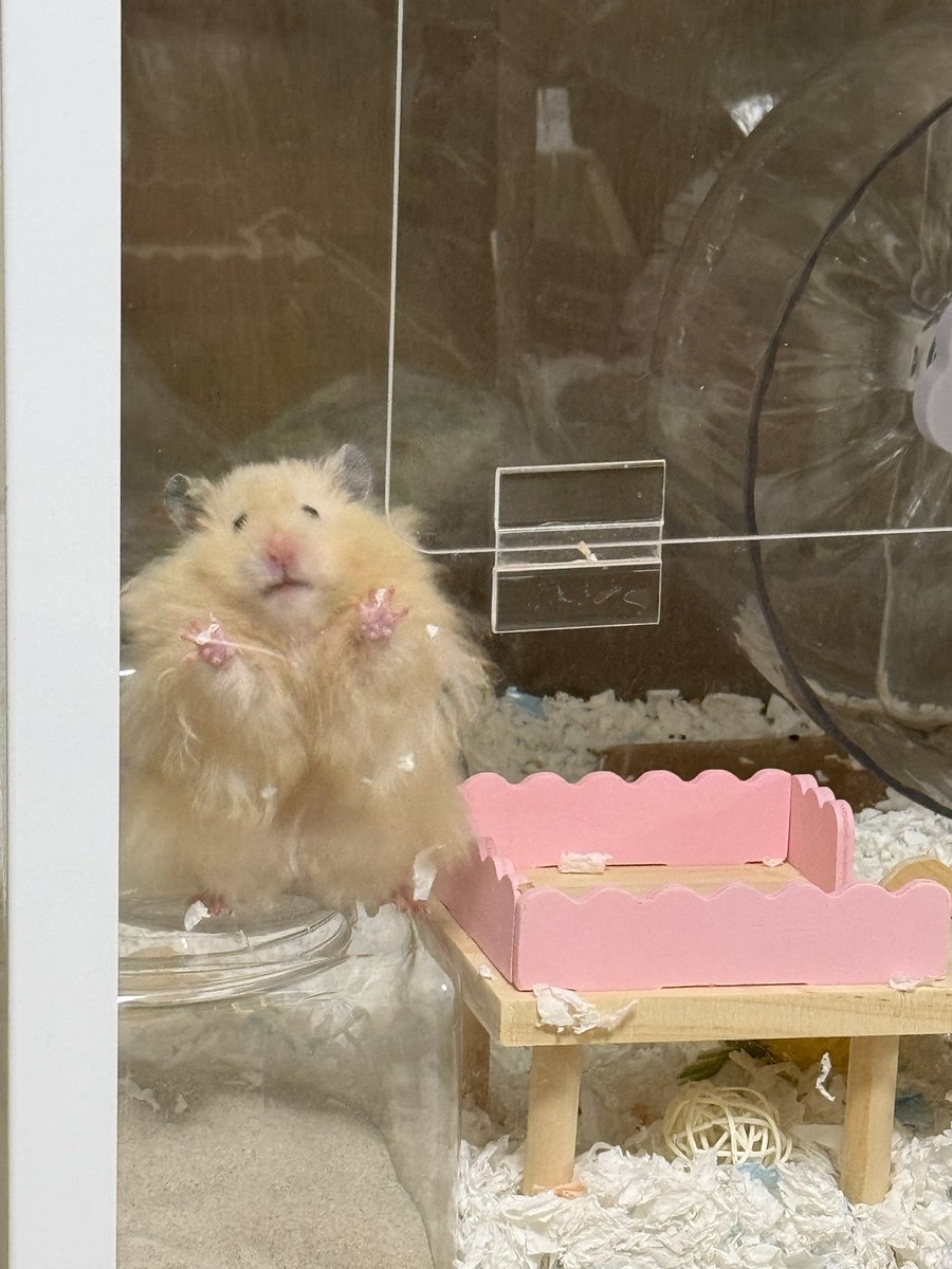 kn2039's tweet photo. wwwww変な顔でもかわいいwww
引きこもりハムなのにこの後元気に部屋んぽしてくれて飼い主安心❗️ https://t.co/pvyWbJYoCC