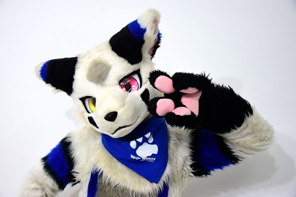 siroka_885's tweet photo. どや！🐺✌

#FursuitFriday https://t.co/GQsTpogbqN