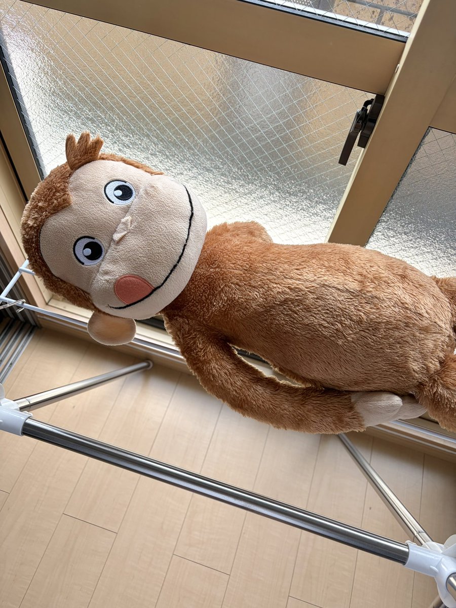 SnowManorang's tweet photo. おれの最近のジョージ🐵

洗って日向ぼっこさせたら

日焼けを楽しむ
ジョージ(ふか)になった🕶️☀️🫧

あとはソファで寝落ちしてベッド行ったら
寝かしつけられジョージ(ふか)

好きな回というか覚えているのは
ビーバ��に負けるなってやつ！！🦫🌊 https://t.co/9rJIk4PLXX