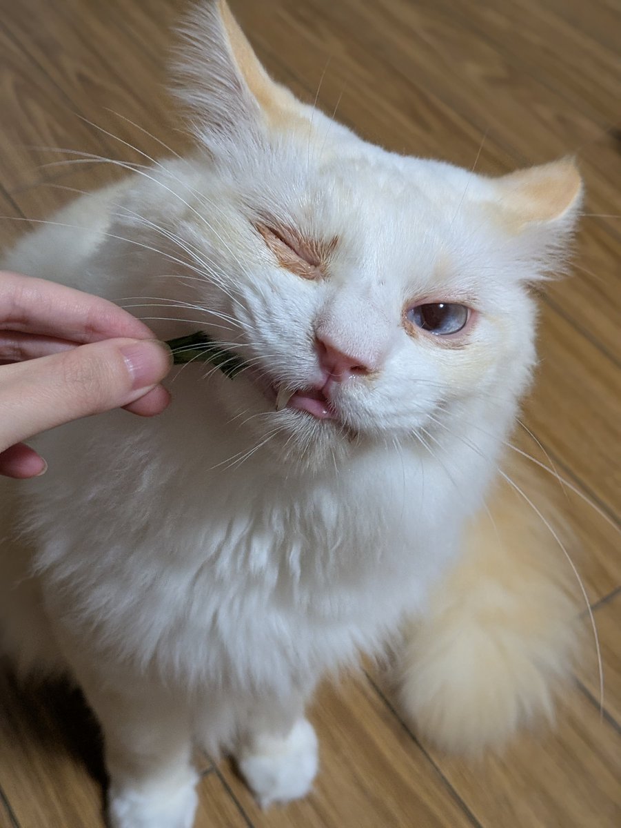 whip_2364's tweet photo. 草を食べるとき絶対ウィンクしてくるのなんで https://t.co/TAfOzYbC3h