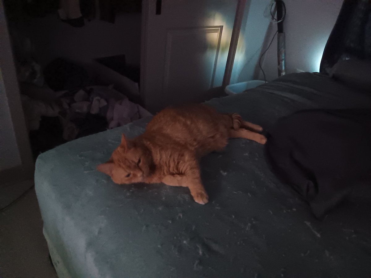 Nimgul343's tweet photo. Lost my boy this morning. 💔
No more gaming nights where he comes up and scratches for attention. No more screaming in the other room because he has to poop. No more loud meowing during our weekly d&amp;d sessions. 

I'll miss ya, bud. https://t.co/3Yv5jAzhPf