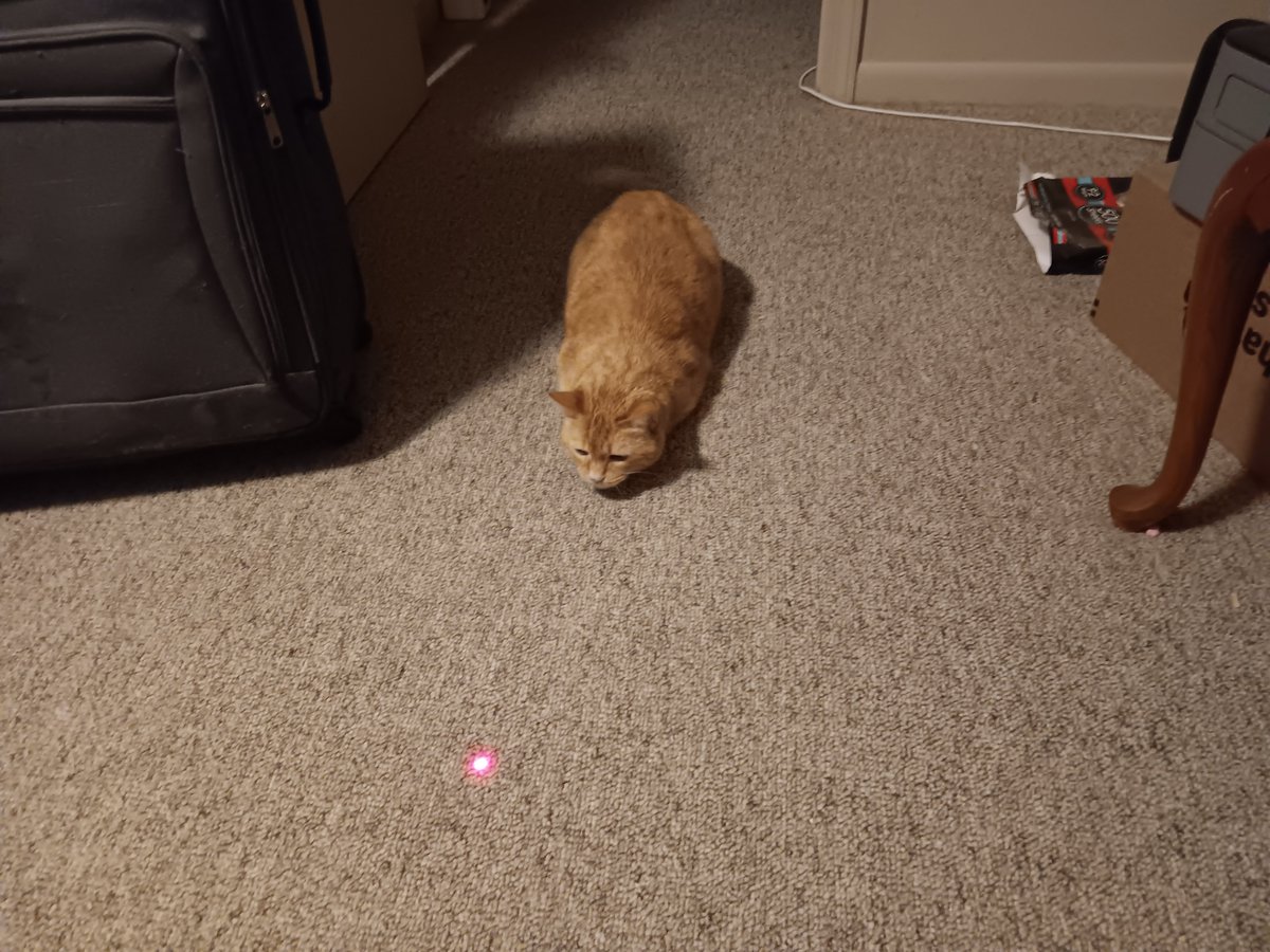Nimgul343's tweet photo. Lost my boy this morning. 💔
No more gaming nights where he comes up and scratches for attention. No more screaming in the other room because he has to poop. No more loud meowing during our weekly d&amp;d sessions. 

I'll miss ya, bud. https://t.co/3Yv5jAzhPf