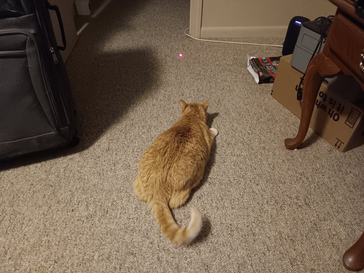 Nimgul343's tweet photo. Lost my boy this morning. 💔
No more gaming nights where he comes up and scratches for attention. No more screaming in the other room because he has to poop. No more loud meowing during our weekly d&amp;d sessions. 

I'll miss ya, bud. https://t.co/3Yv5jAzhPf