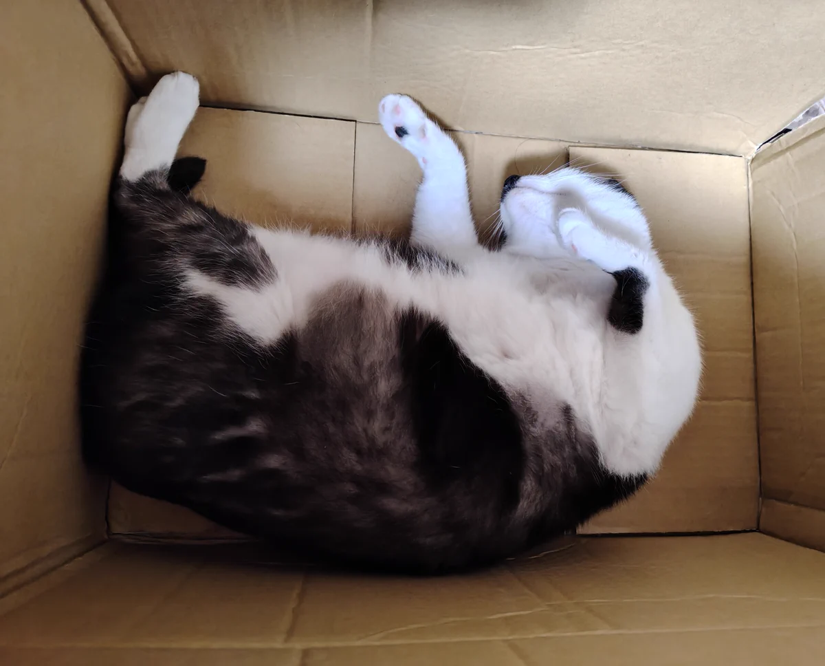 ハチみゅう(=^・^=)🌸と王様🐱 on X: 