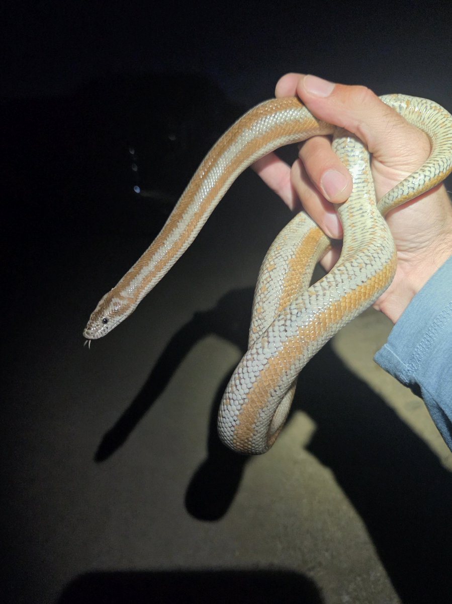 MatthewAdavx6's tweet photo. Coastal Rosy Boa (Lichanura orcutti)
#SnakeLife #DAOLabs https://t.co/kH4UwoK20W