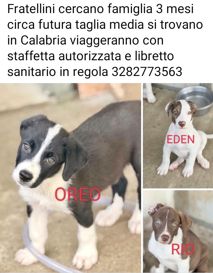 Gioia46507476's tweet photo. Adottate/condividete, per favore. 🙏❤️🙏❤️🙏❤️🙏 https://t.co/Tnu5tz4neg