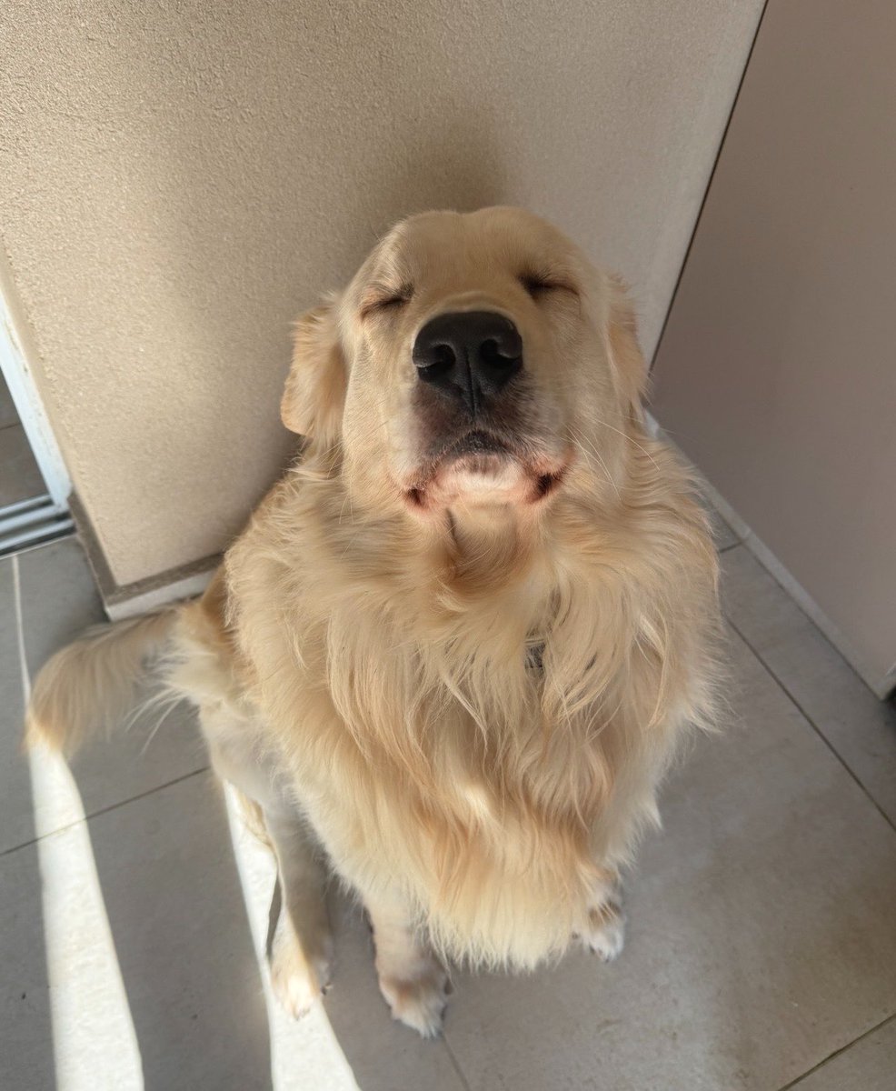 empoweredshee's tweet photo. el señor necesita su dosis diaria de solcito para continuar con su apretada agenda de dormir y comer https://t.co/aIhiOx6mML