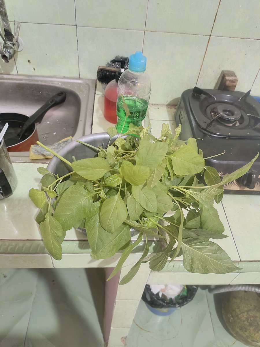 Romadebrian's tweet photo. lumayan hasil panen.
bayam duri hasil ngumpulin bijinya dari gulma yang muncul di depan rumah wkwkw https://t.co/9G4YEPd0Cq