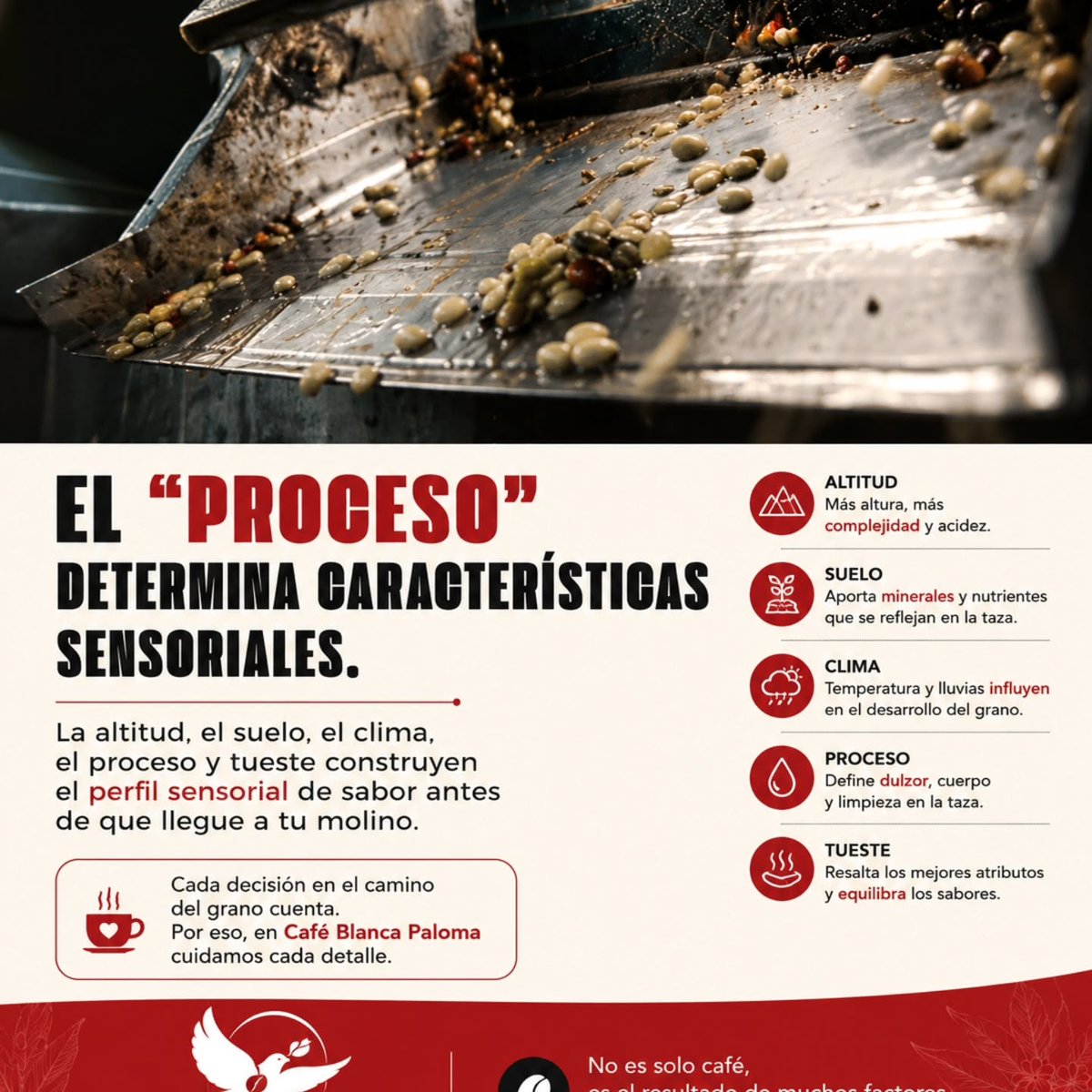 HelaineCurrey's tweet photo. Do you really know what’s behind a cup of coffee? We often choose coffee for its aroma or flavor, but every cup has a story that begins long before it reaches your table. Origin, variety, altitude, processing, drying, and roasting make each coffee https://t.co/nAzsNDbMgM