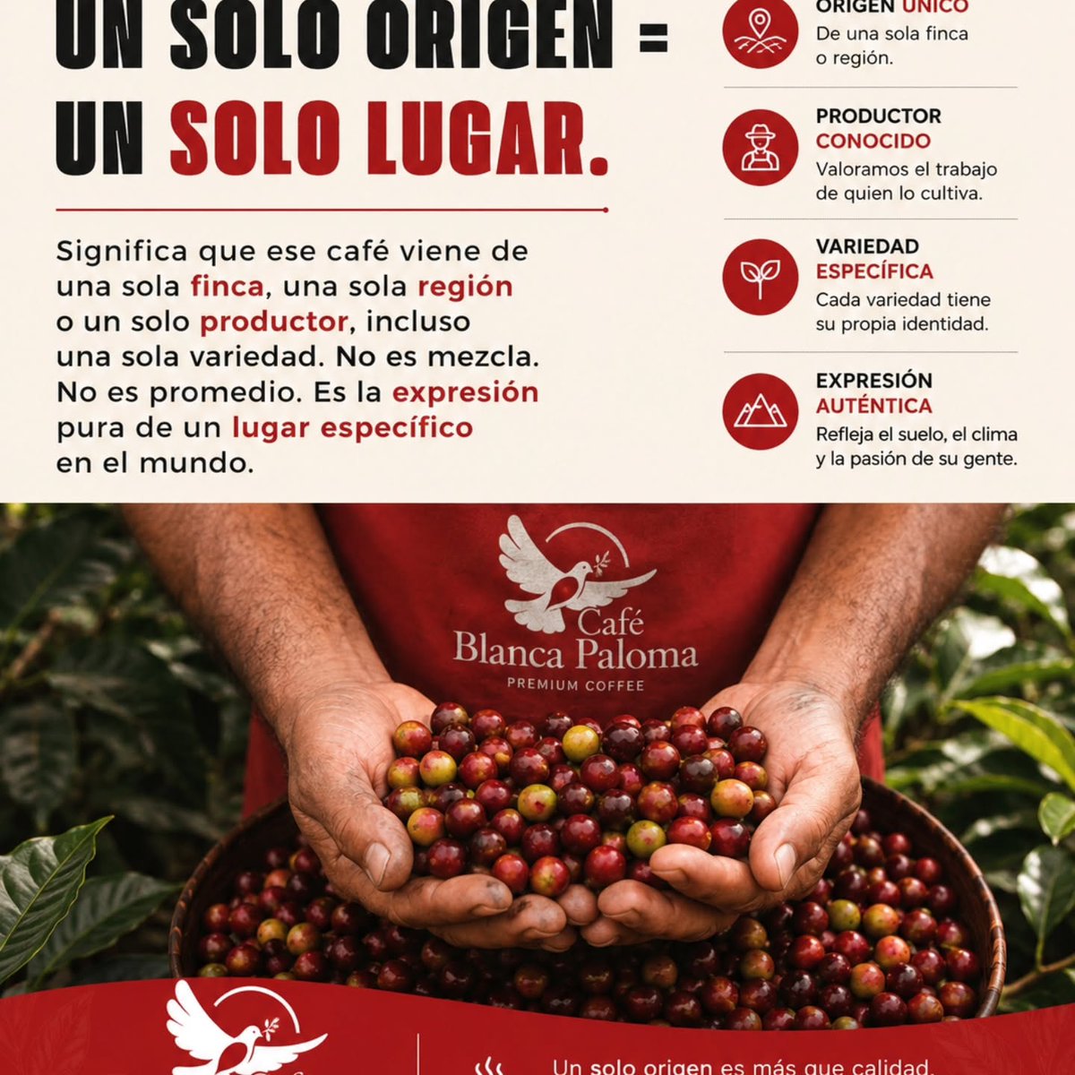 HelaineCurrey's tweet photo. Do you really know what’s behind a cup of coffee? We often choose coffee for its aroma or flavor, but every cup has a story that begins long before it reaches your table. Origin, variety, altitude, processing, drying, and roasting make each coffee https://t.co/nAzsNDbMgM