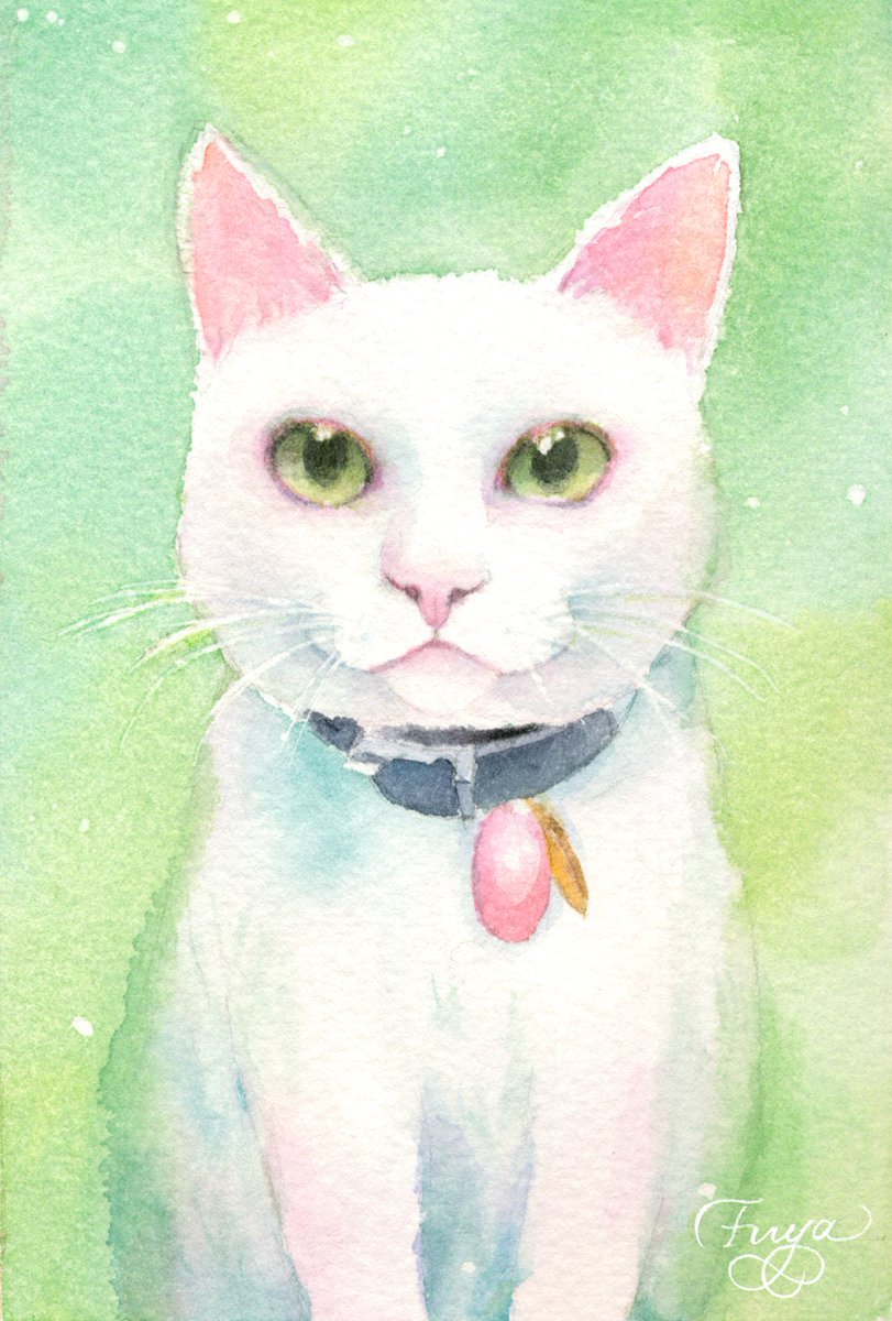 fu__ya66's tweet photo. 【しろ猫さん　水彩画】
ハガキサイズ　リアルバージョン💚

#Watercolor https://t.co/P4EnYxJlld