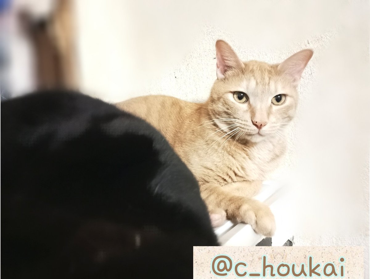 c_houkai's tweet photo. 9/16 ご支援品有難う御座います

猫砂10L×3袋入
───────
匿名様
この度は猫達の為に猫砂のご支援を誠に有難う御座いました。
毎日とにかく消費が激しいので助かります。
どうも有難う御座いました。 https://t.co/yoexvSTbzj