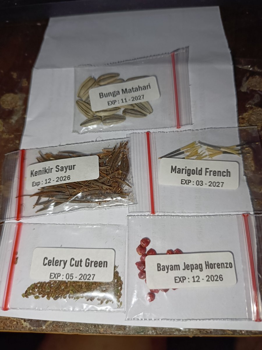 Romadebrian's tweet photo. nyoba nanam bunga matahari, bayam merah, marigold, kenikir, sama seledri. https://t.co/SJ2okqn3X9