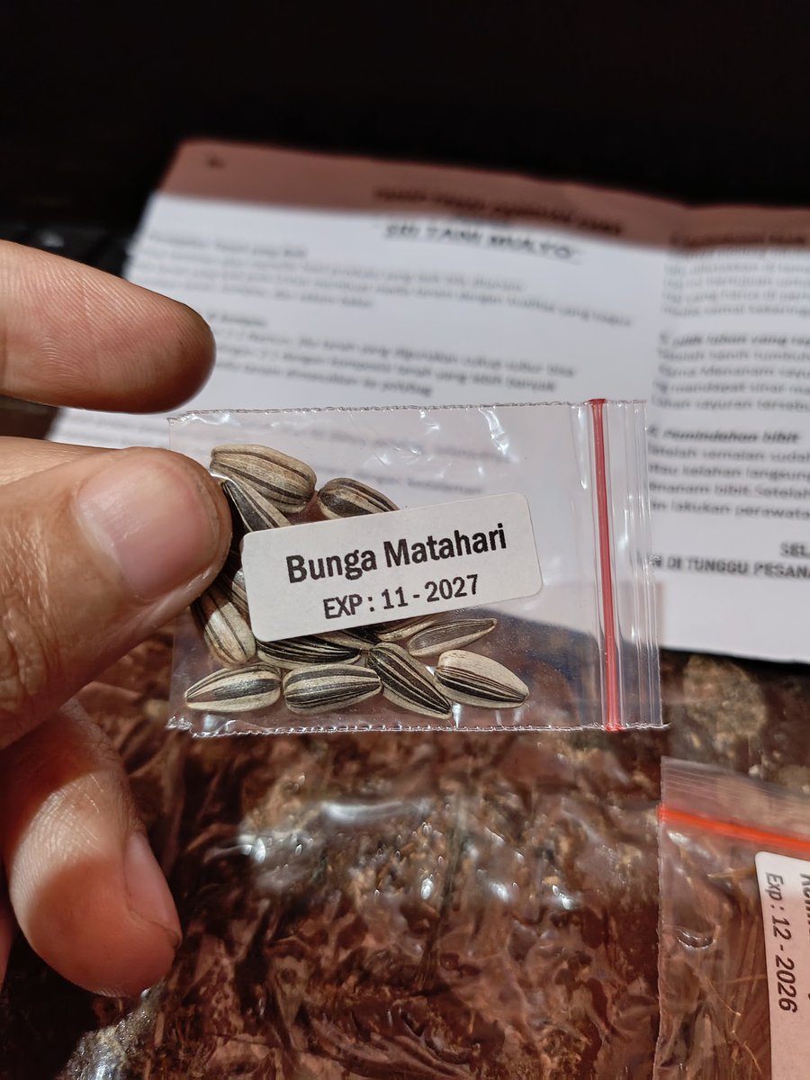 Romadebrian's tweet photo. nyoba nanam bunga matahari, bayam merah, marigold, kenikir, sama seledri. https://t.co/SJ2okqn3X9