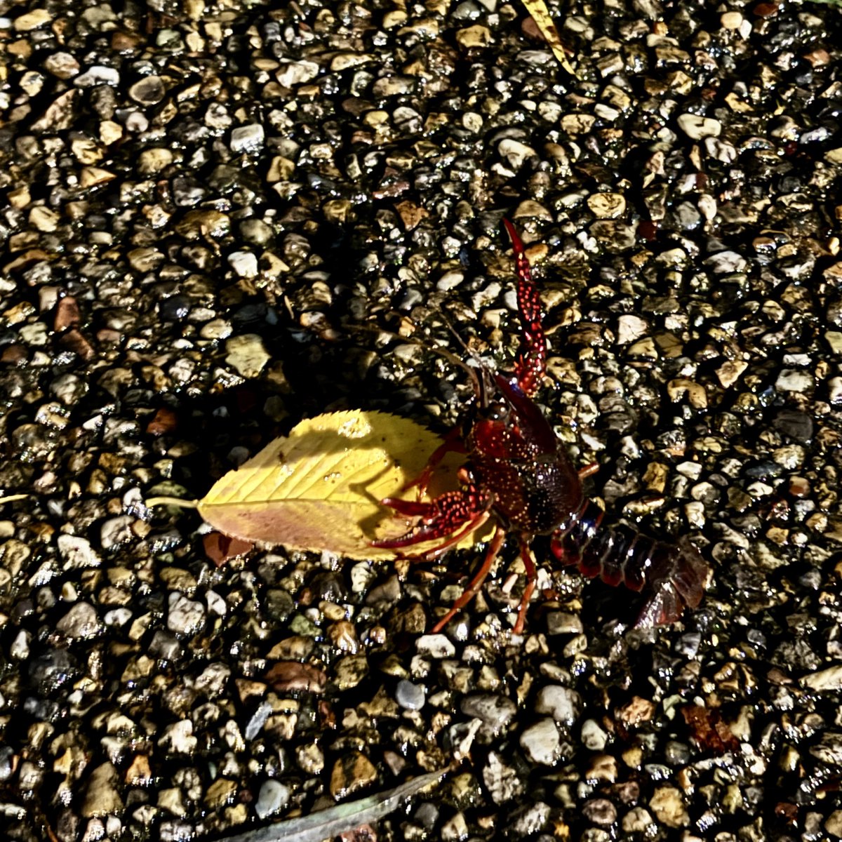 ToshikiMasuda38's tweet photo. 2匹目いた🦞 https://t.co/0qNdvfaICA