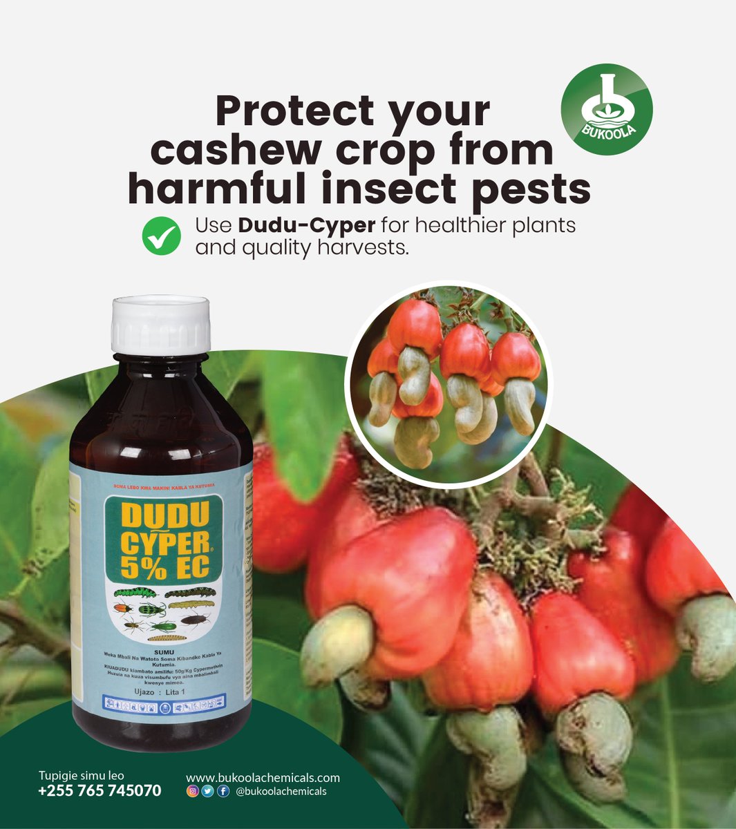 BukoolaTanzania's tweet photo. Linda zao lako la korosho kabla wadudu waharibifu hawajaathiri ukuaji na ubora wa mavuno. Tumia Dudu-Cyper 5% EC kudhibiti wadudu waharibifu na kuipa mikorosho yako ulinzi unaohitajika kwa ukuaji wenye afya na mavuno bora.
📞 Kwa maelezo zaidi: +255 765 745070
#BukoolaChemicalsTZ https://t.co/Vl4eTm7QMX