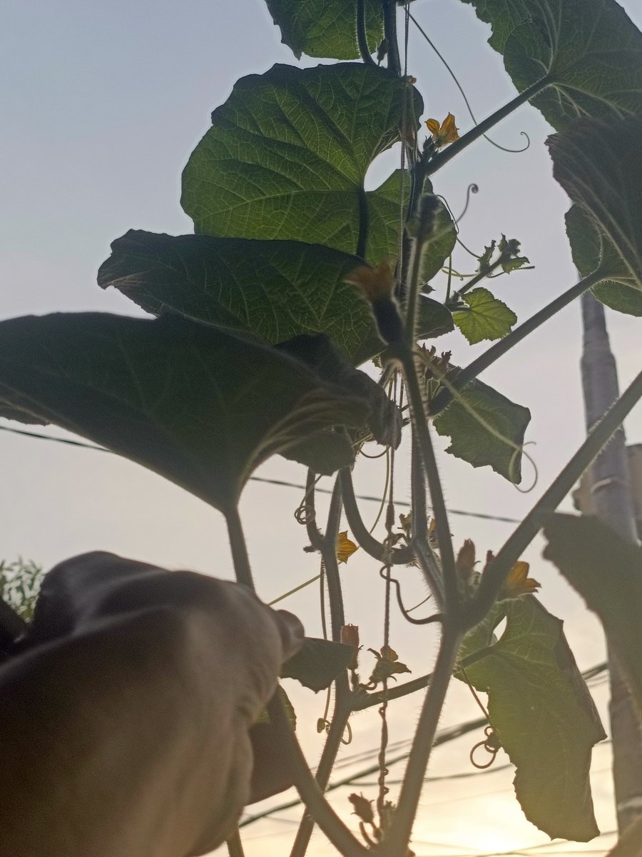 Romadebrian's tweet photo. tanaman melon setelah 2 bulan udah setinggi ini aja
udah ada calon buahnya juga https://t.co/25iGnHzUC1