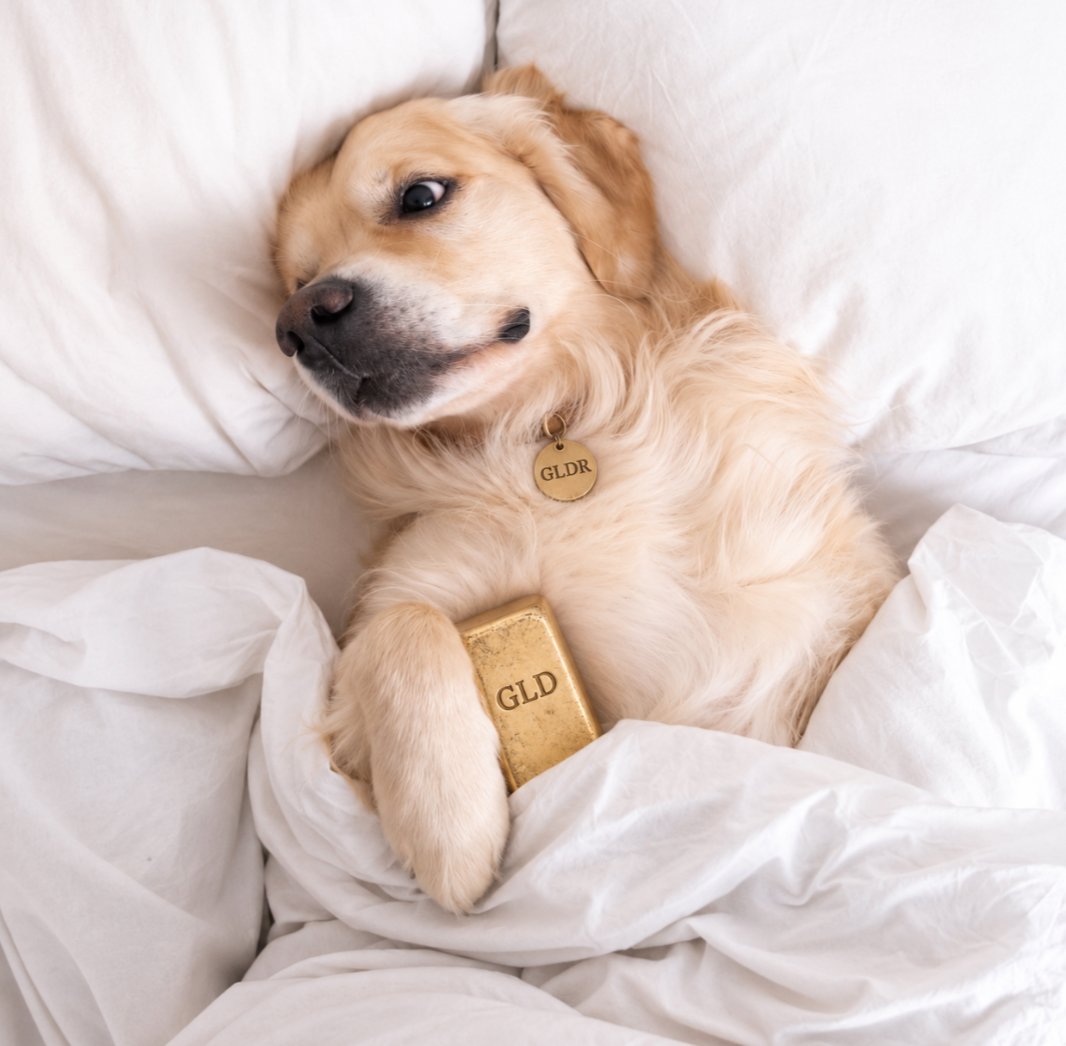 gldrcoin's tweet photo. gm (gold morning) ☀️🐾 https://t.co/PK8d3Gozh4