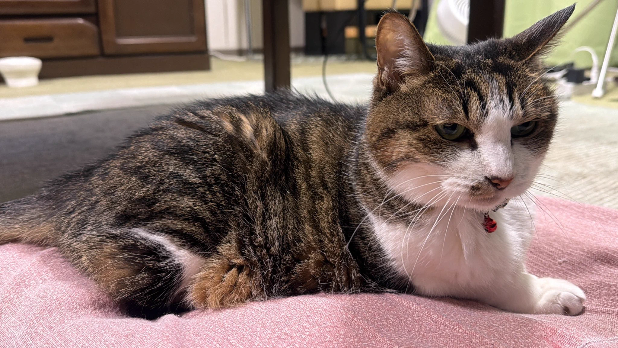 たけし先生(シニア猫チビチビの飼い主) on X: 