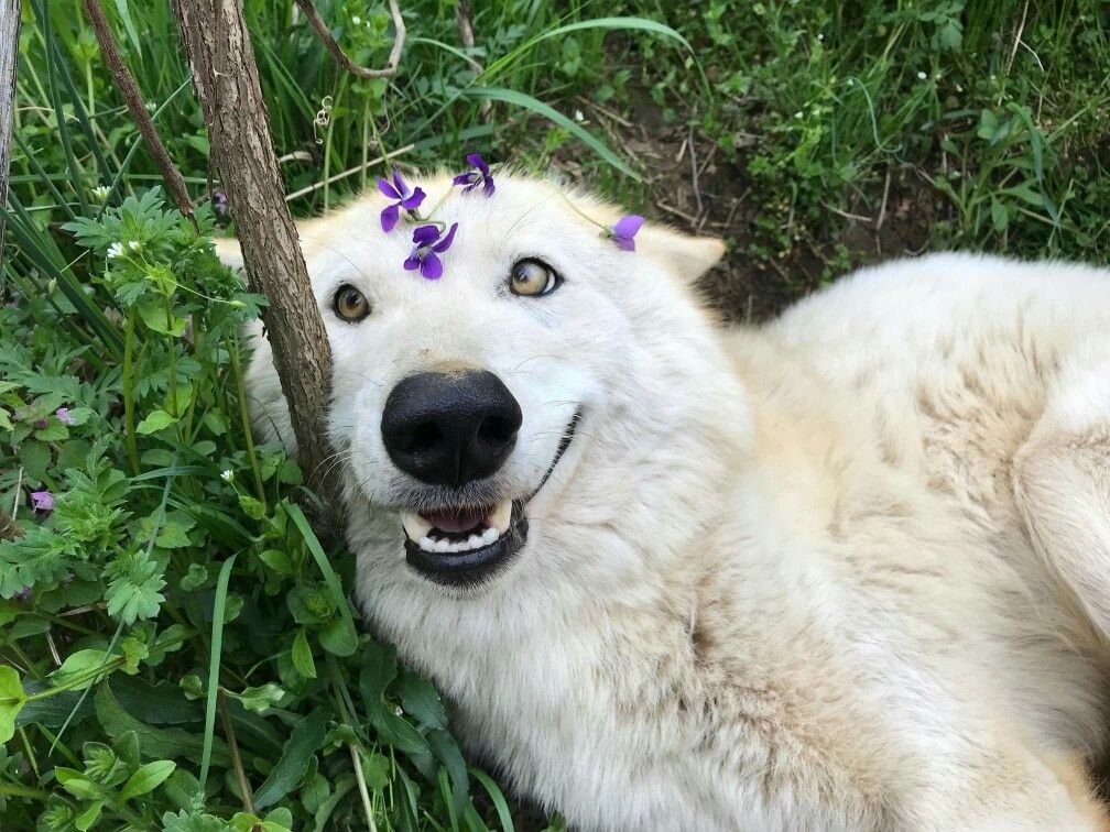 woofgonecrazy's tweet photo. haha look at me i got a flower on my head https://t.co/p72psav7lW