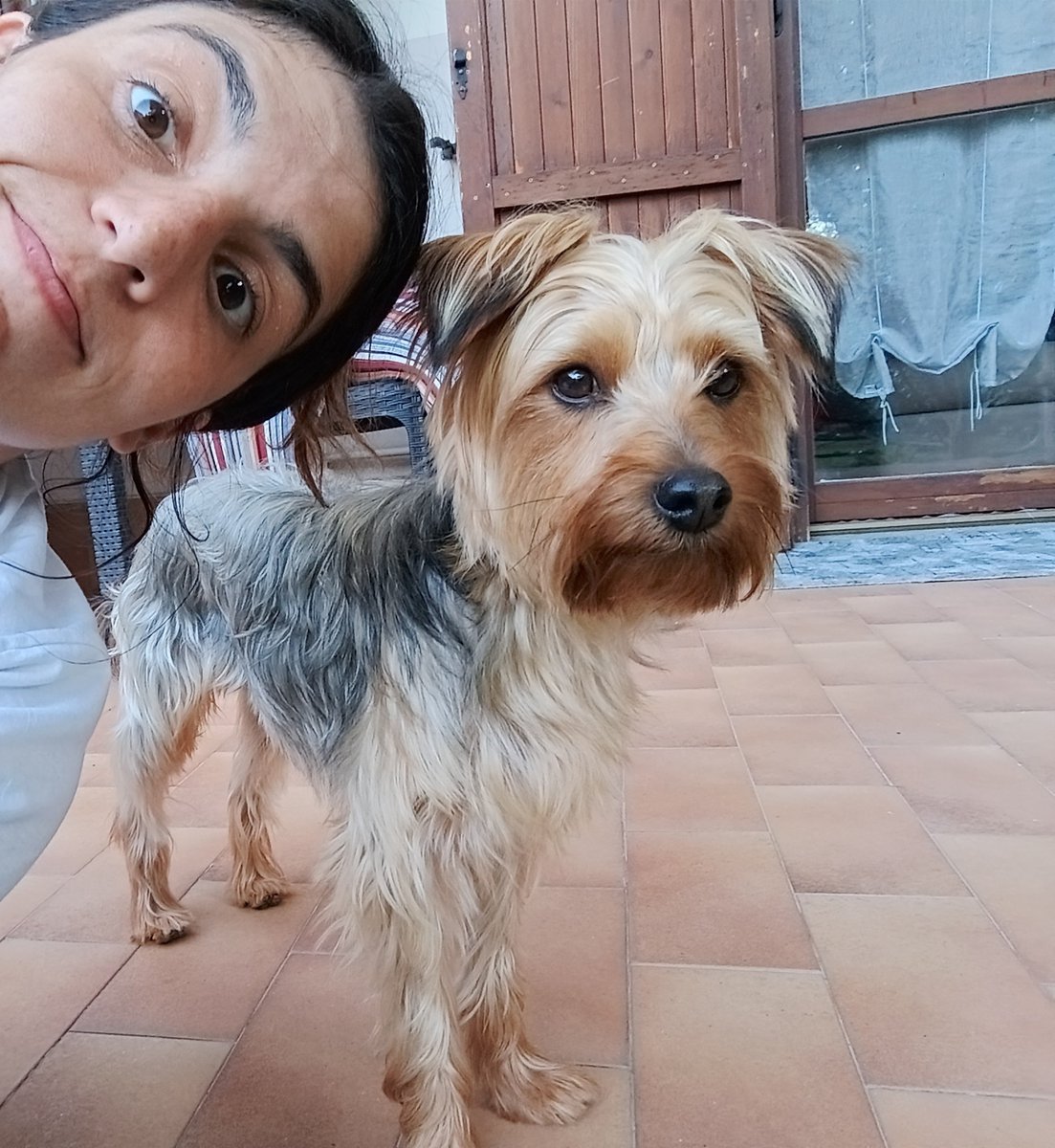 jovibonjoker's tweet photo. Prima foto / foto più recente

No è il mio cane, ma è il cane della famiglia del bambino che mia mamma cura e mi ammazzerei per questo piccolo quadrupede 😭 https://t.co/ITPwPfslkc