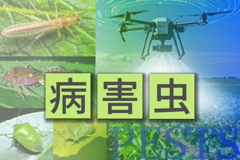 jagrinews's tweet photo. 【米国ジャガ輸入　侵入リスク要警戒の病害虫】
米国産の生食用ジャガイモの輸入解禁をめぐり、農水省が、国内への侵入防止が必要な病害虫を特定した。根絶が難しい線虫をはじめ、葉が食べ尽くされる場合もある昆虫、貯蔵中も感染が広がる細菌など多岐にわたる。侵入すれば深刻な被害が想定される。
https://t.co/1bfyuQLtT5